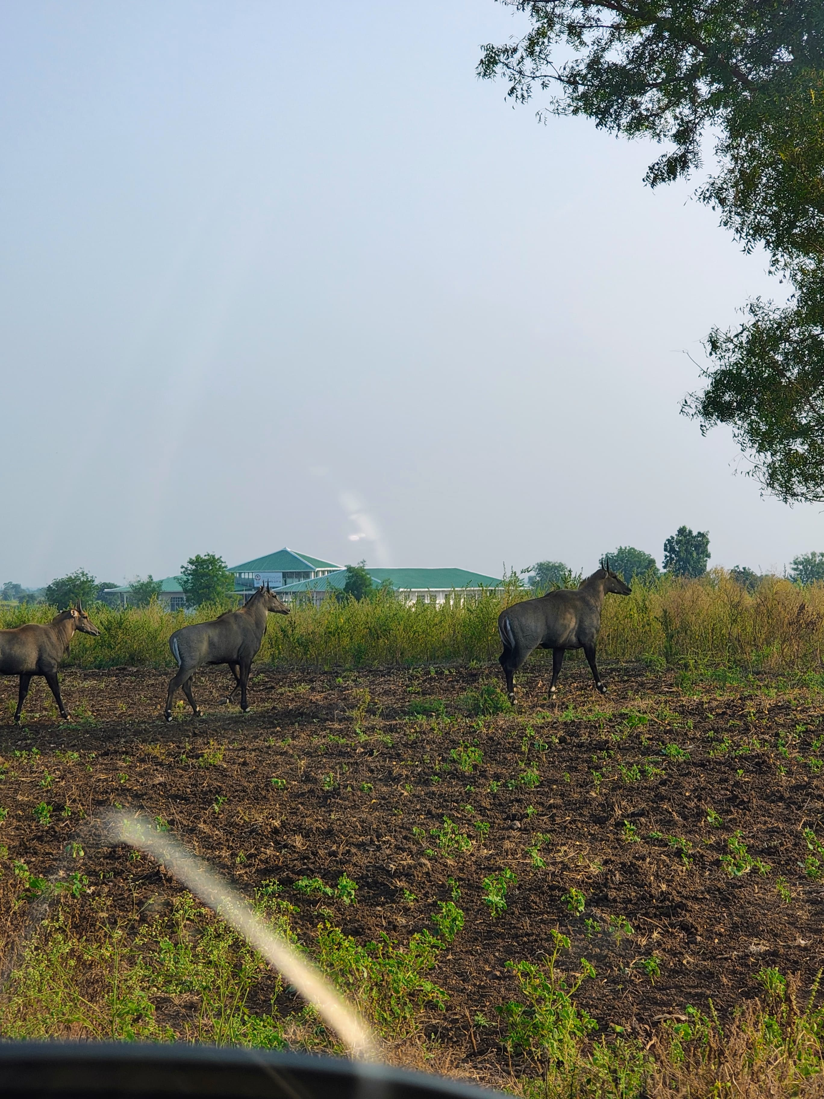 Fauna grazing in a field